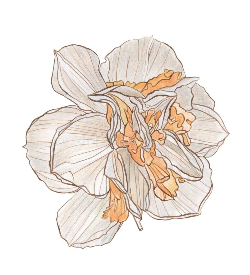 Watercolor pencil and ink drawing narcissus flower. Watercolor pencil and ink drawing Decorative narcissus flower on white background vector illustration