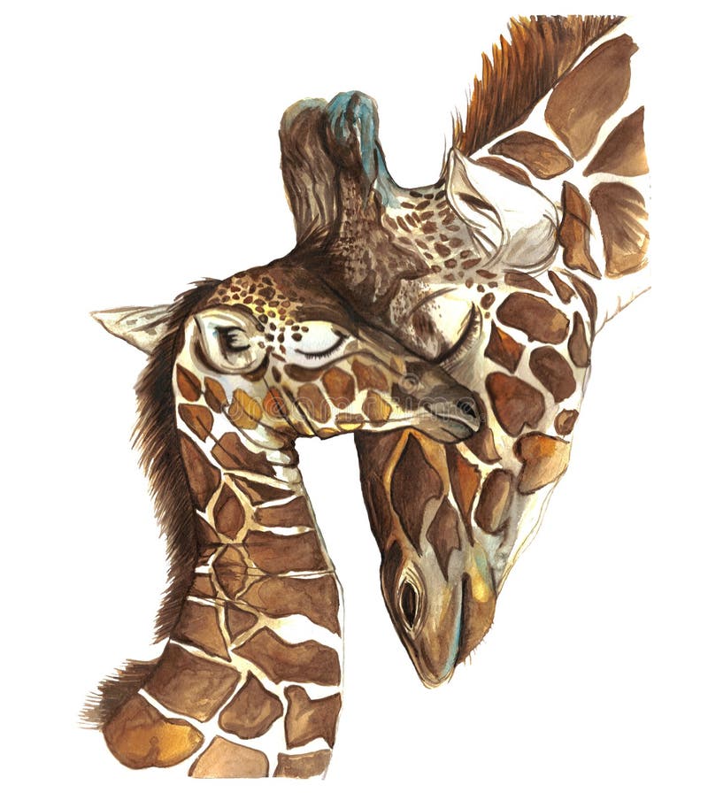 Watercolor picture animal mammals living in Africa giraffes, mother and child, female giraffe and cub, portrait o stock illustration