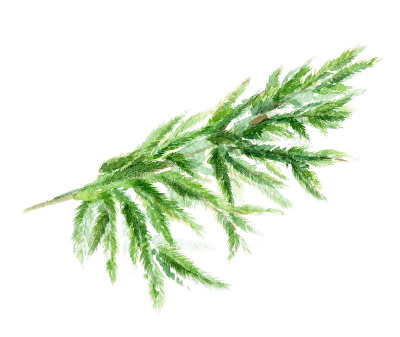 Watercolor Vector branch of a Christmas tree. Hand drawing texture with fir needle isolated on a white background. Watercolor branch of a Christmas tree. Hand royalty free illustration