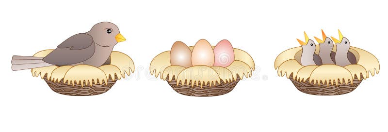 Set Stages of hatching chicks. Three pictures about the process of hatching chicks - a bird sits on a nest, a nest with eggs. And a nest with small chicks royalty free illustration