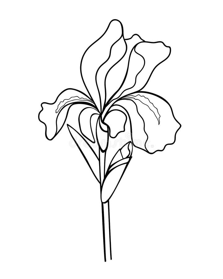 Iris flower with a bud, stem and leaf - linear vector illustration for coloring. Iris - a garden plant - an element for a coloring. Book. Outline. Hand drawing stock illustration
