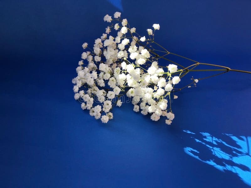 White flowers on blue background in sun light close-up. Floral postcard. Women`s day. Mother`s day card. Mock-up. Copy space.  royalty free stock image