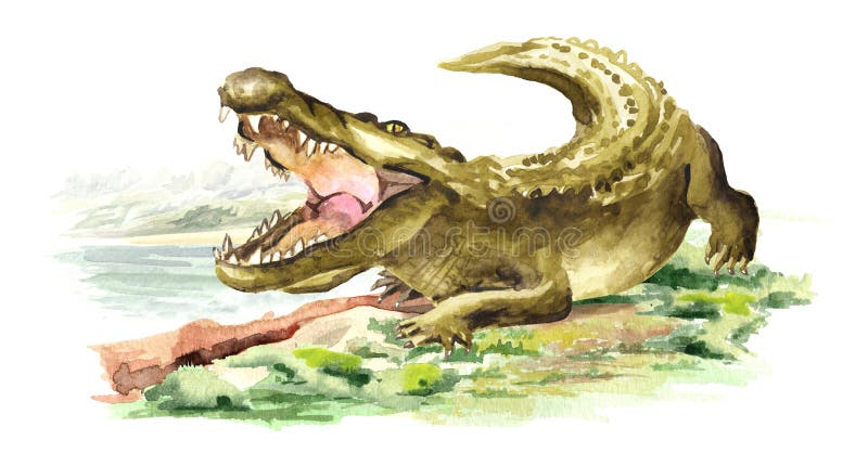 Wild attacker forward crocodile or Alligator with open mouth near the river. Watercolor hand drawn illustration   on white. Background vector illustration
