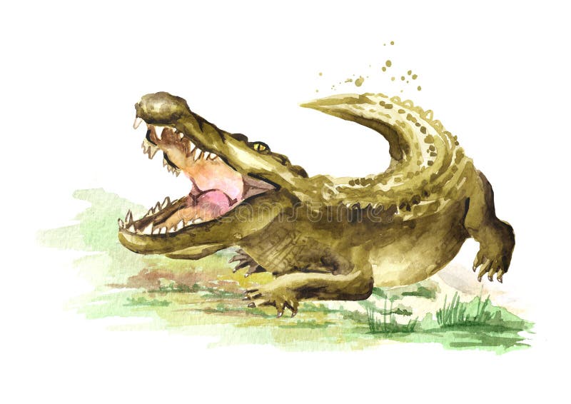 Wild attacker forward crocodile or Alligator with open mouth. Watercolor hand drawn illustration  isolated on white background.  vector illustration