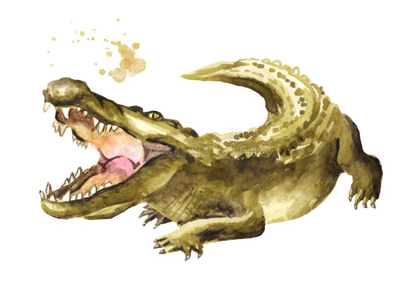 Wild attacker forward crocodile or Alligator with open mouth. Watercolor hand drawn illustration, isolated on white background.  stock illustration