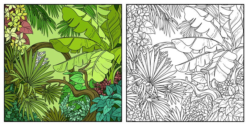 Wild jungle with big banana palm leaves color and black contour line drawing for coloring. On a white background royalty free illustration