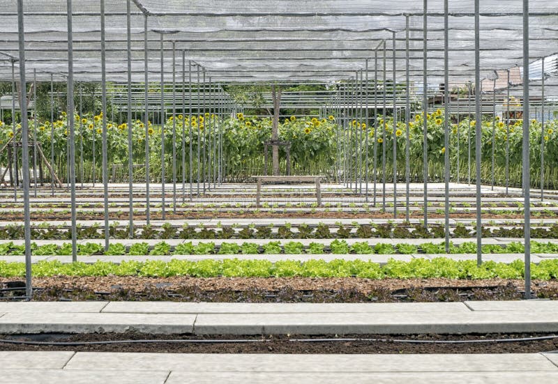 Wooden chair in middle of hydroponic vegetables garden, perspective style. With sunflowers as background stock image Wooden chair in middle of hydroponic vegetables garden, perspective style. With sunflowers as background stock image