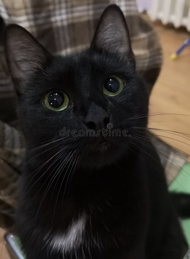 Young beautiful black cat with big eyes like in a cartoon from Shrek stock images