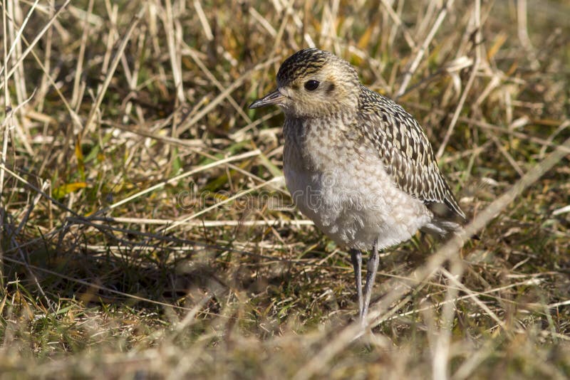 Young Pacific Golden Plover autumn day in the grass on Bering stock photo