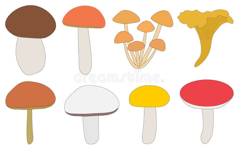 Set of mushrooms brown boletus chanterelle mushrooms mushrooms champignon russula vector illustrations in flat design vector illustration