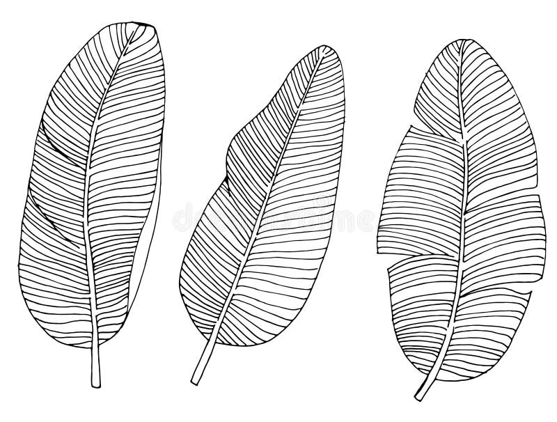 Vector sketch set of banana leaves. set of stylized tropical leaves, single line hand drawing. simple silhouette of tropical palm. Leaves stock illustration