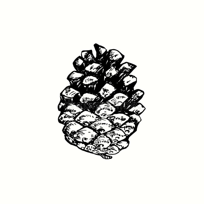 Hand drawn pine cone. Ink black and white drawing. Vector illustration royalty free illustration