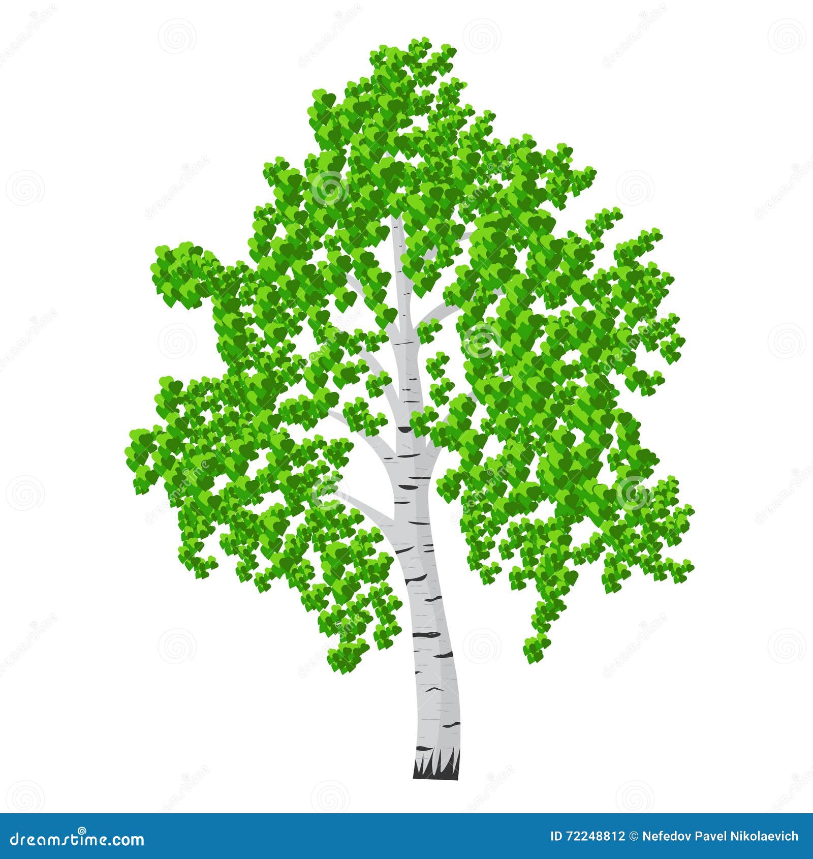 birch tree isolalated illustration detached leaves white background 72248812