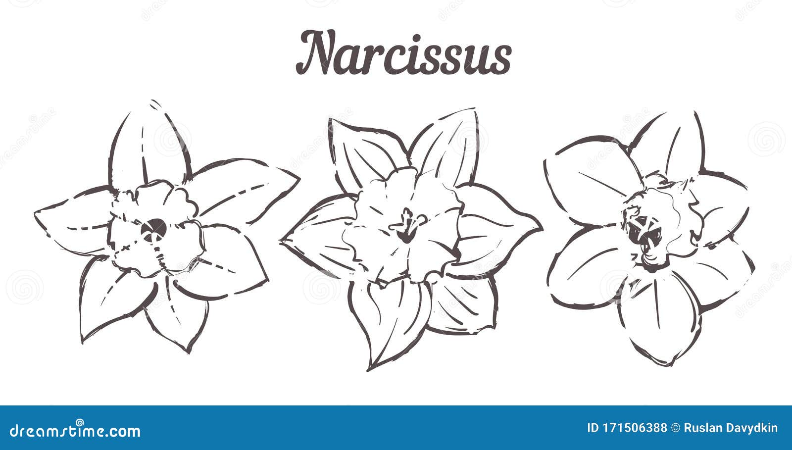 Нарцисс разрез цветка