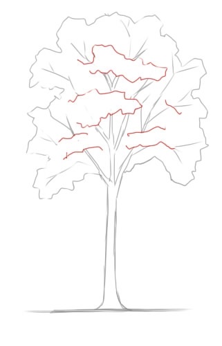 Контур дерева рисунок 021