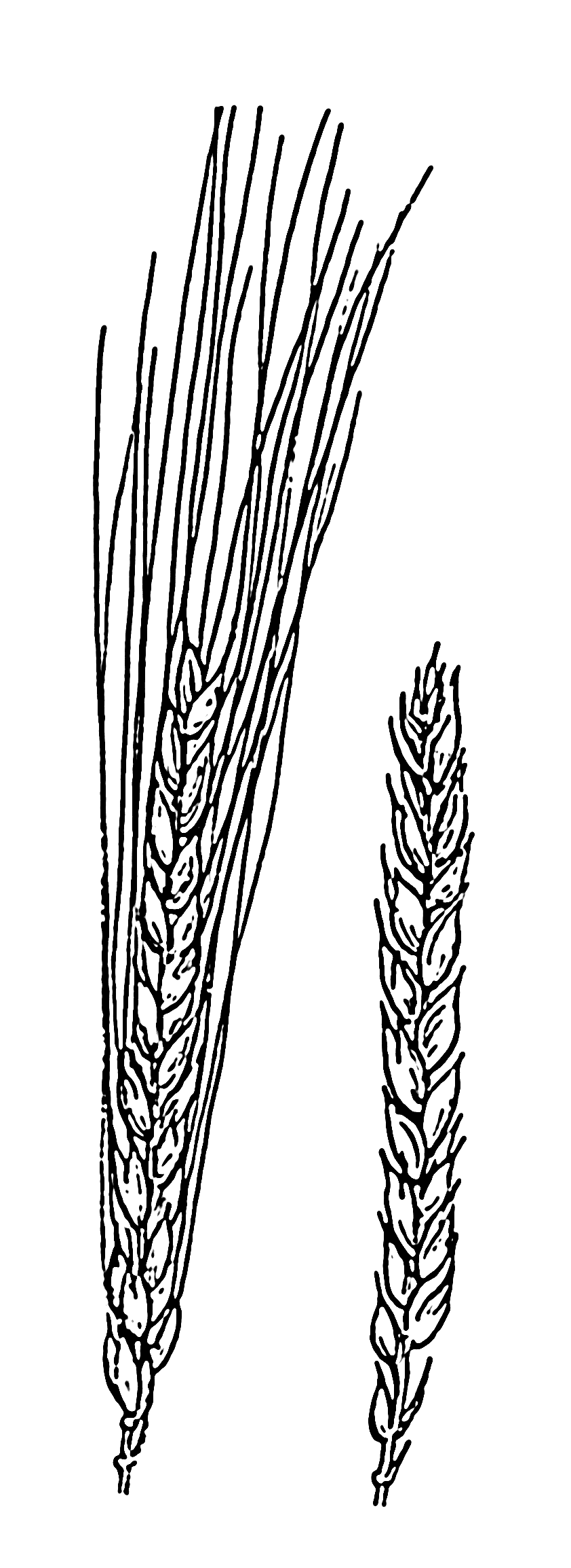 Bearded and beardless wheat %28PSF%29