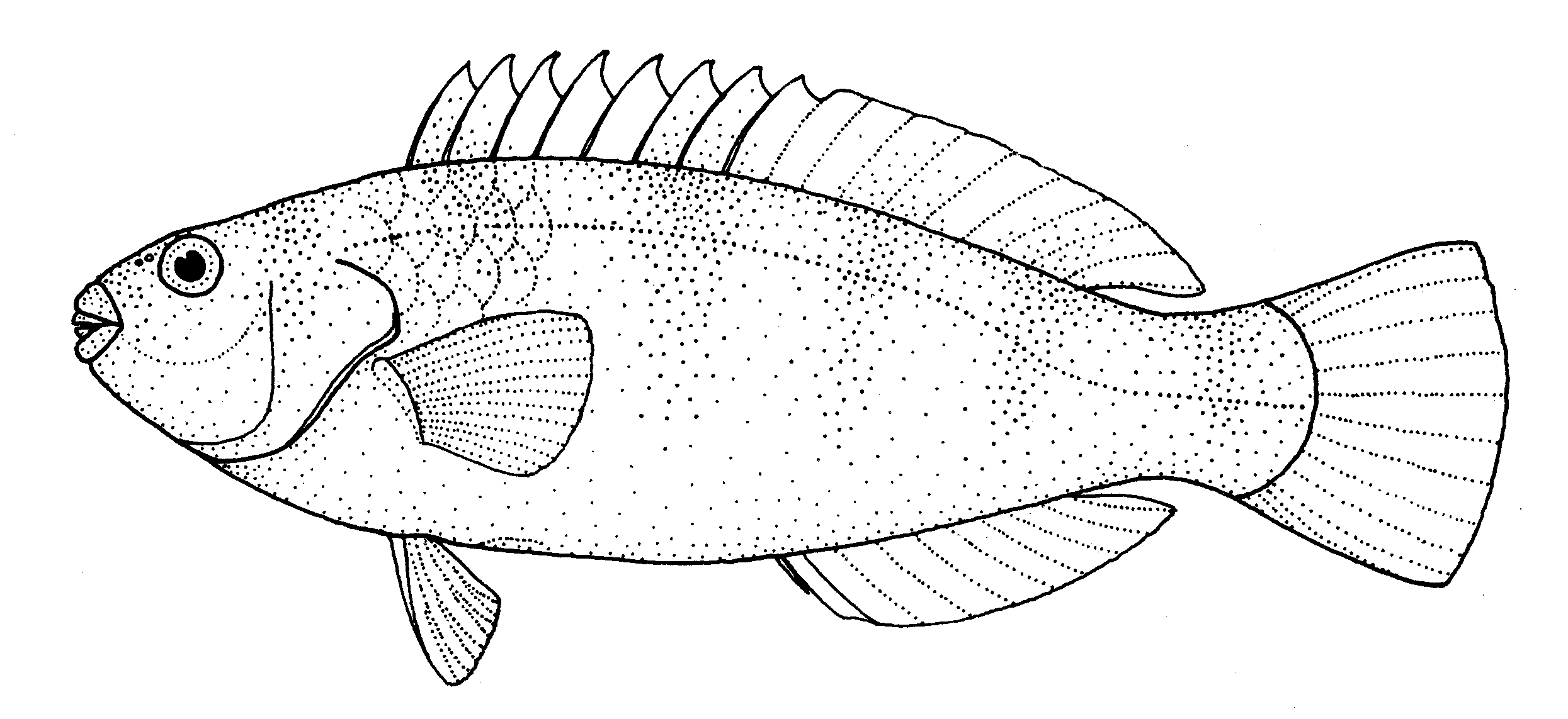 Картинки морских рыбок карандашом