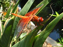 A baby dragonfly