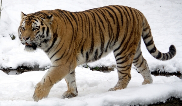 Фото: Амурский тигр зимой