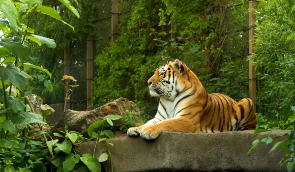 Фото: Амурский тигр из Красной книги