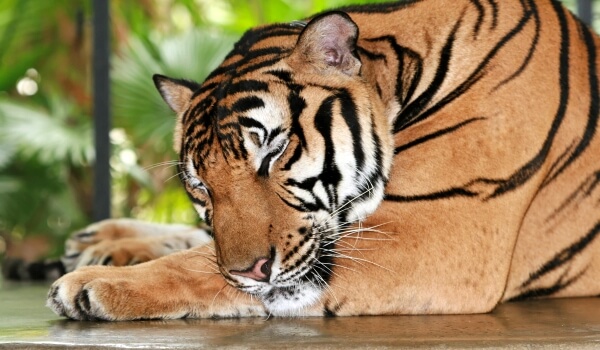 Фото: Амурский тигр животное