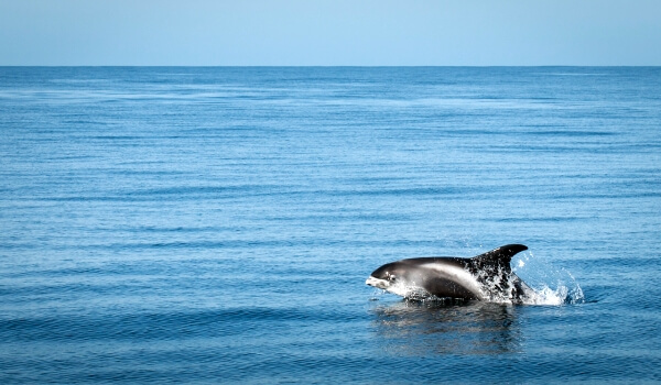 Фото: Беломордый дельфин