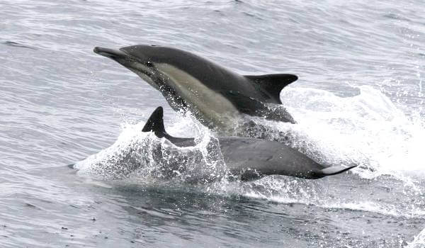 Фото: Красная книга беломордый дельфин