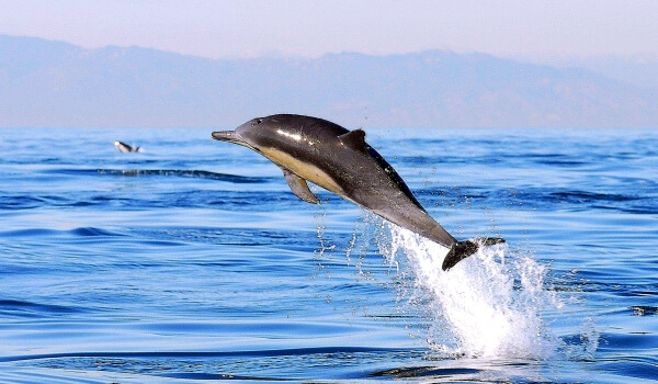 Фото: Беломордый дельфин из Красной книги