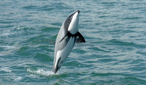 Фото: Беломордый дельфин из Красной книги