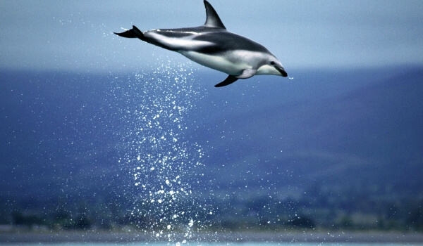 Фото: Беломордый дельфин в России