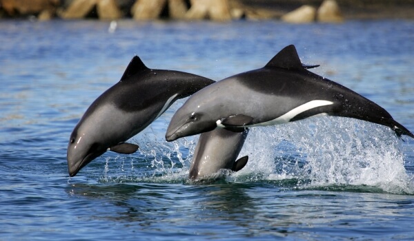 Фото: Беломордые дельфины