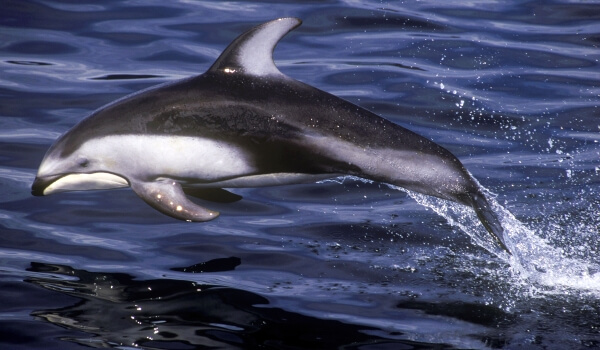 Фото: Беломордый дельфин в море