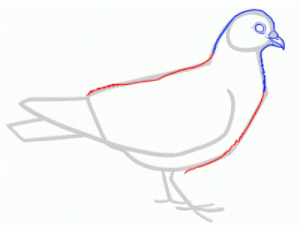 Как поэтапно нарисовать карандашом голубя детям 23