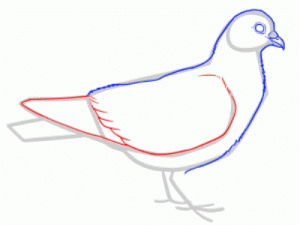 Как поэтапно нарисовать карандашом голубя детям 24