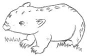 Wombat Drawing