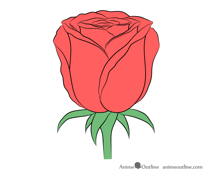 Rose flower color drawing