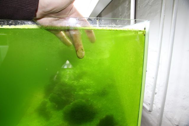 Dust algae