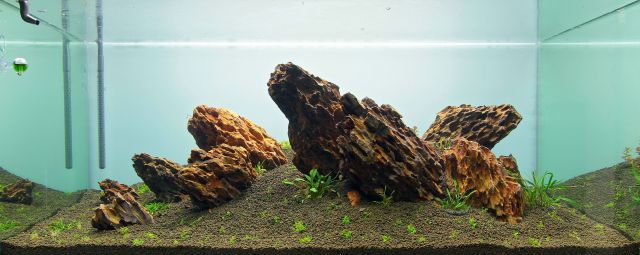 A newly set-up tank.