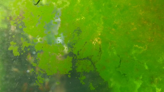 Green algae coats