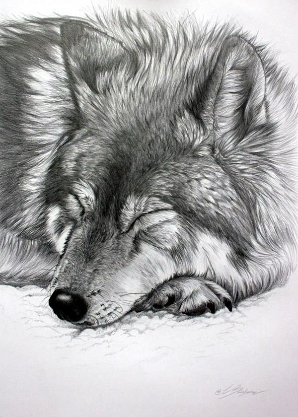 Realistic Animal Pencil Drawings (3)