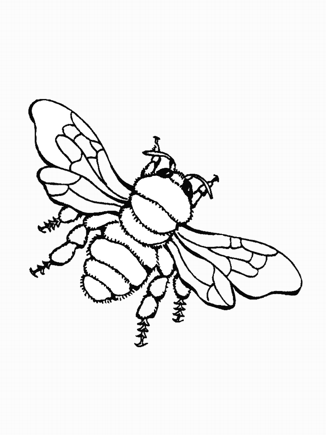 Пчела рисунок раскраска