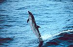 Pantropical Spotted Dolphin (Stenella Attenuata) Pantropical Spotted Dolphin (Stenella Attenuata)