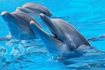 Pantropical Spotted Dolphin (Stenella Attenuata) Performing Bottlenose Dolphins