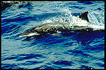 Rough Toothed Dolphin Rough Toothed Dolphin