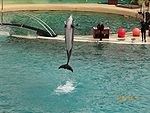Tursiops truncatus, Marineland d Tursiops truncatus, Marineland d