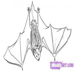 How to draw bats : How to Draw Bats Step by Step Drawing Lessons