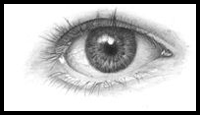 Drawing the Human Eyes