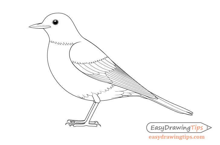 Bird line drawing