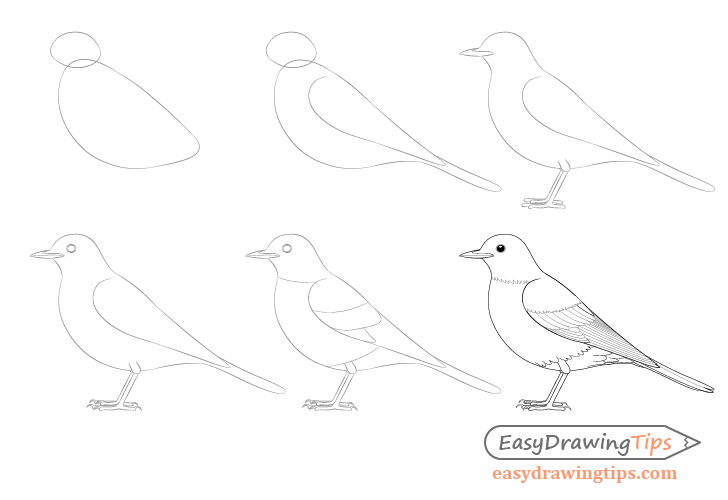 Bird step by step drawing