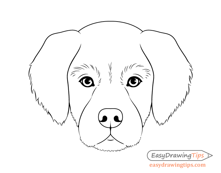 Dog head front view drawing